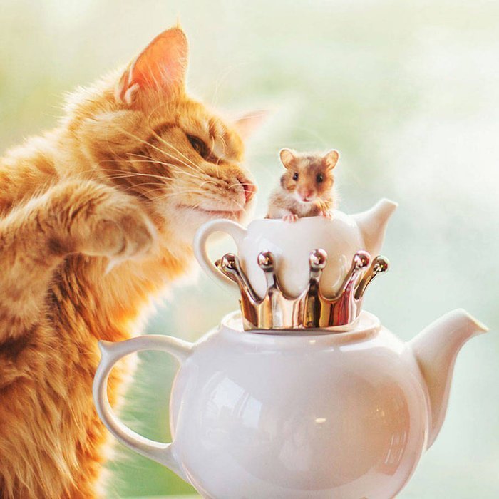 cat