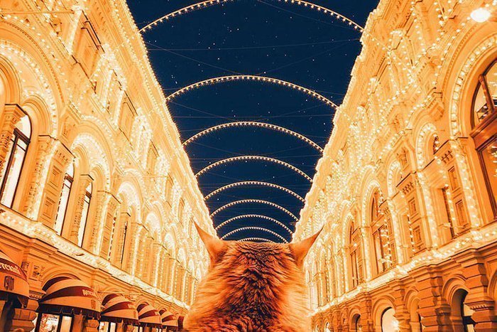 cat4