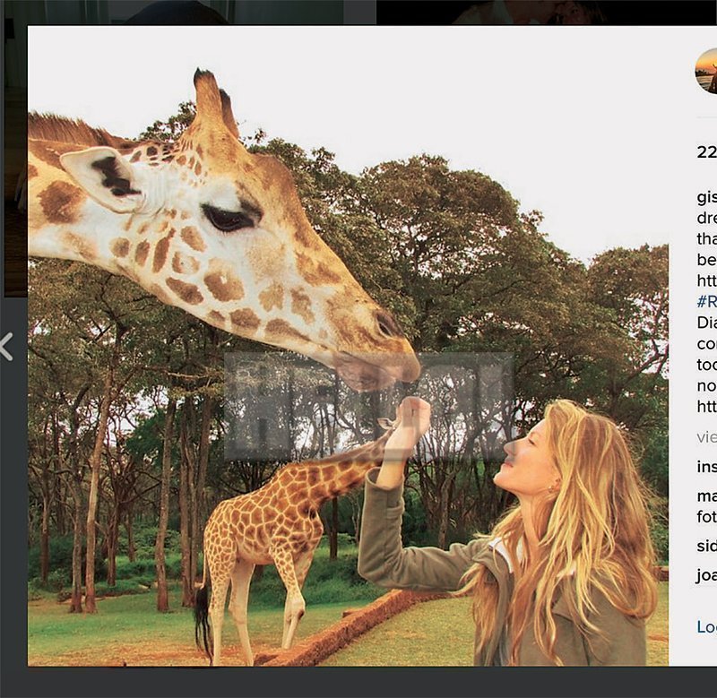 giraffe10
