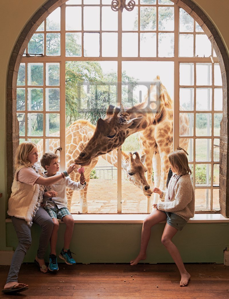 giraffe4