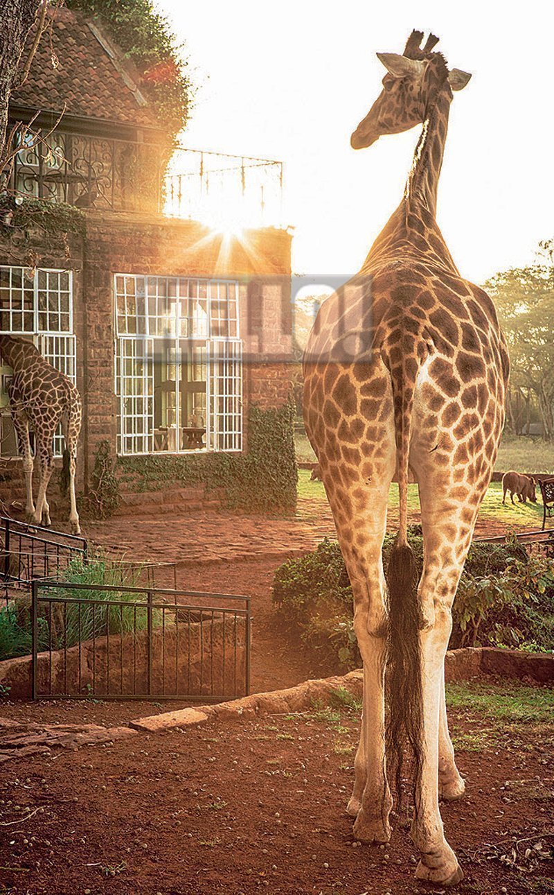 giraffe8
