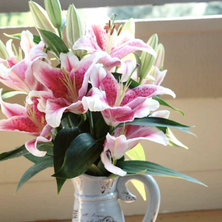 oriental-lilium