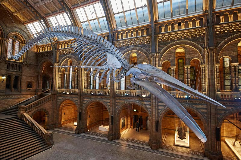 London Natural History Museum