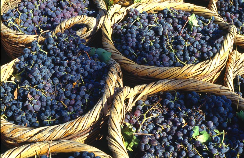 Maratheftiko Grape Photo