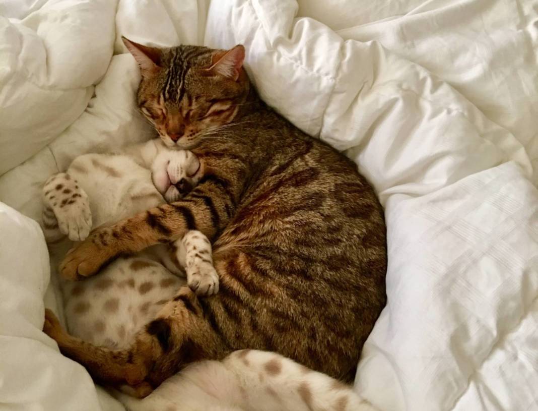 Very Snuggly Bengal Cats Young Snow Female Tries Very Hard, Brown Older Male Tolerates Her Snuggling (but Secretly Enjoys It)
