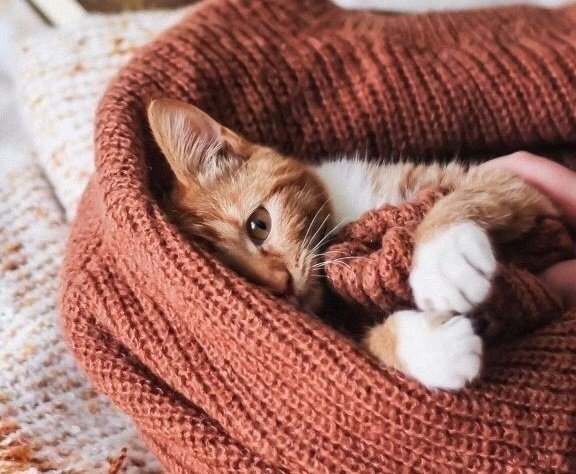 Come Get Cosy
