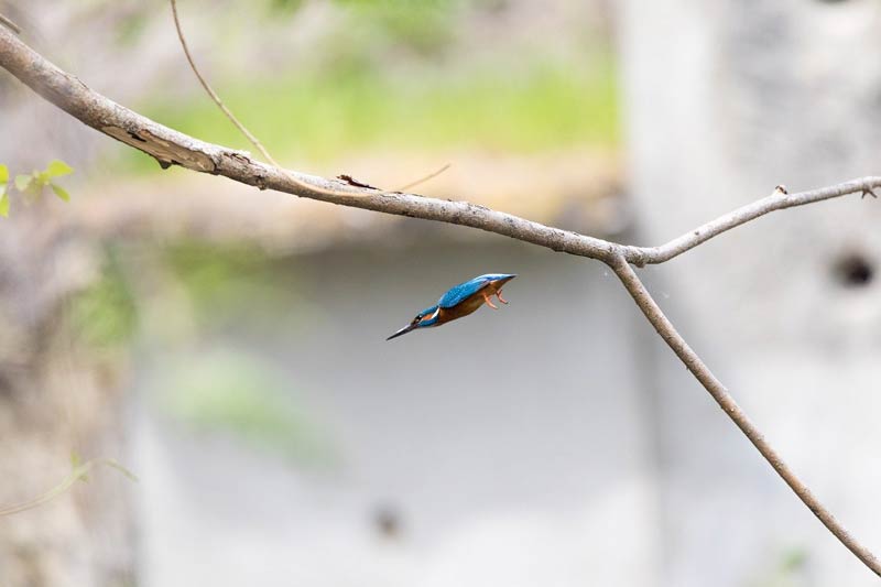Animal Background Beak 3387476