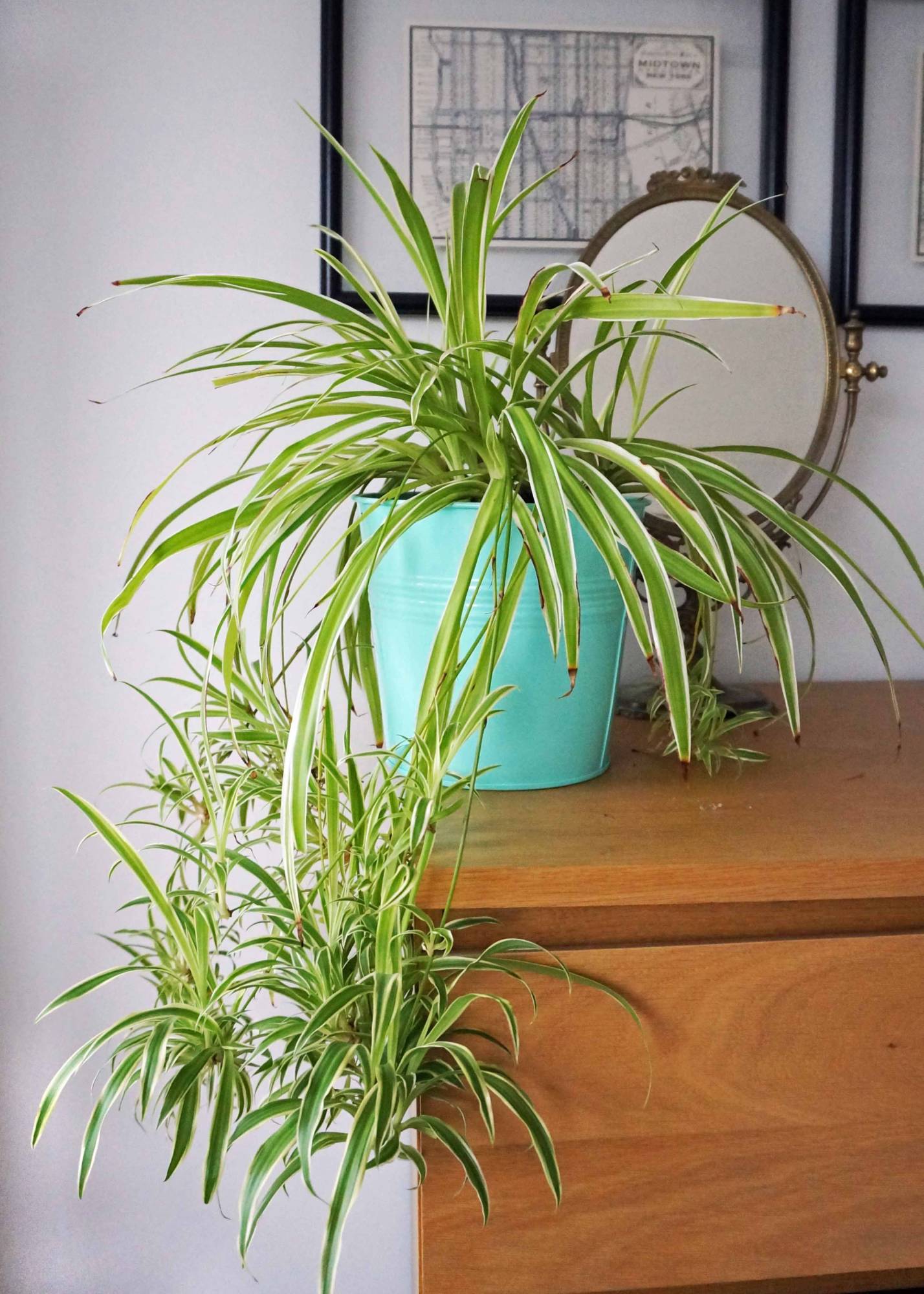 Home Grown Air Purifying House Spider Plant Bulk Order 50 Potted Plants