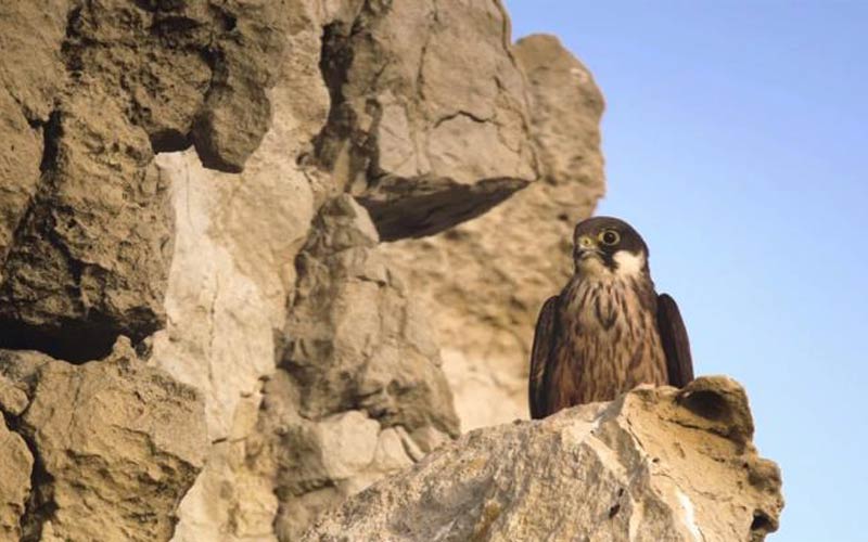Falcon