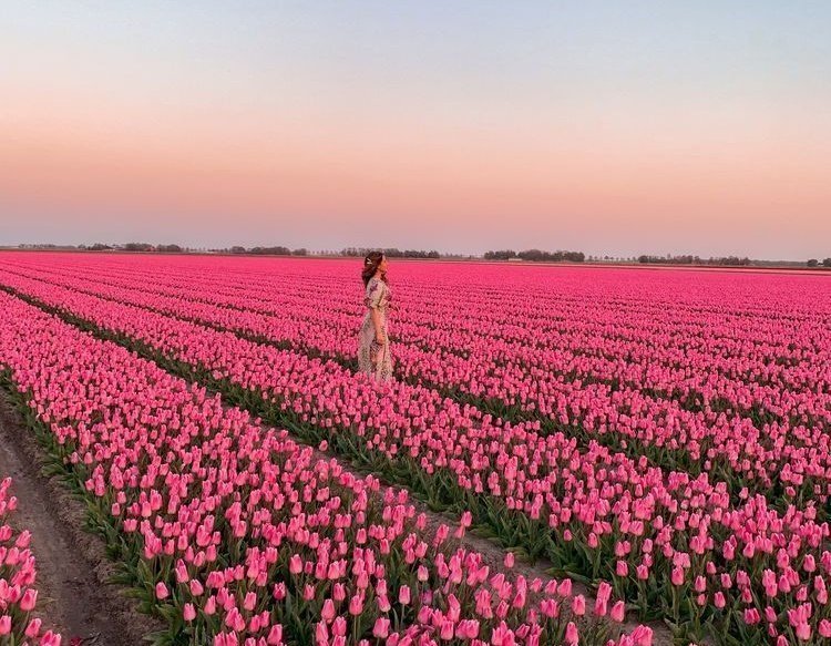 5 Ways To Experience Spring Blooms In Amsterdam