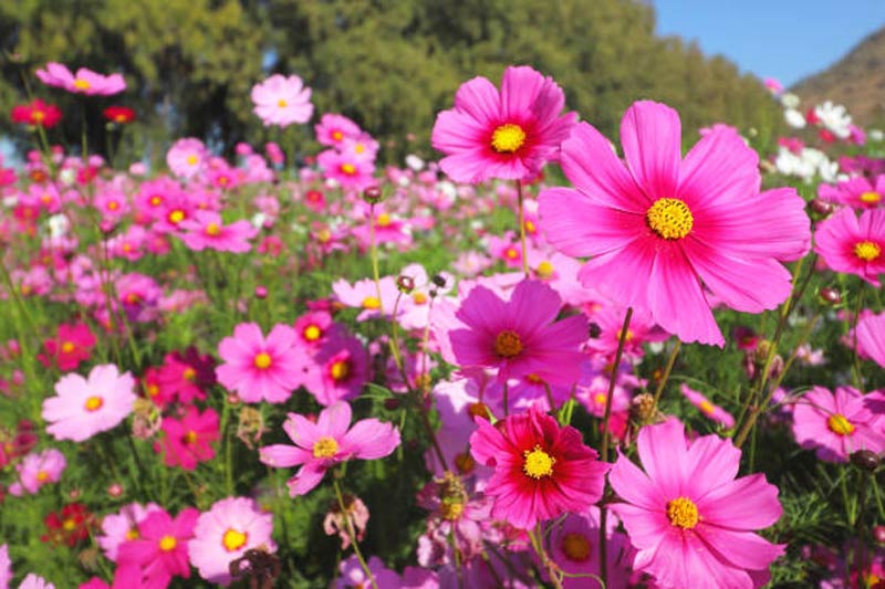 Flowers 2