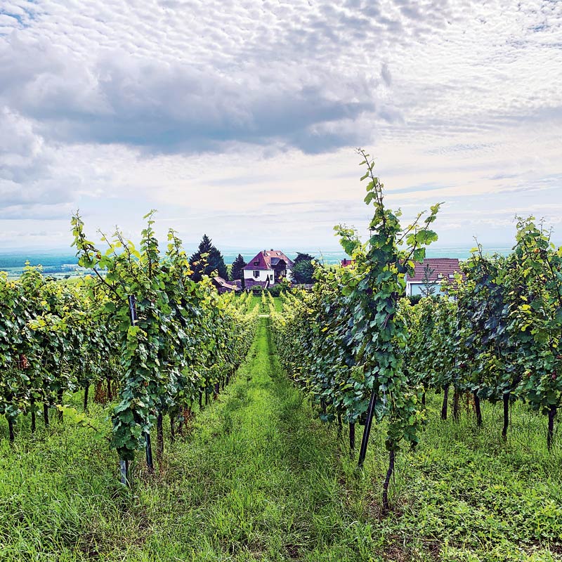 Vineyards Panorama