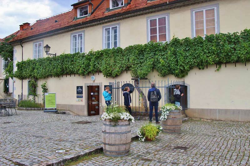 The Oldest Grape Plant In Europe Maribor