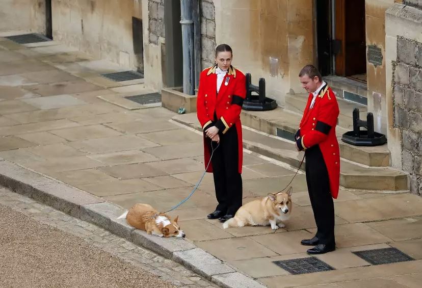 Dogs