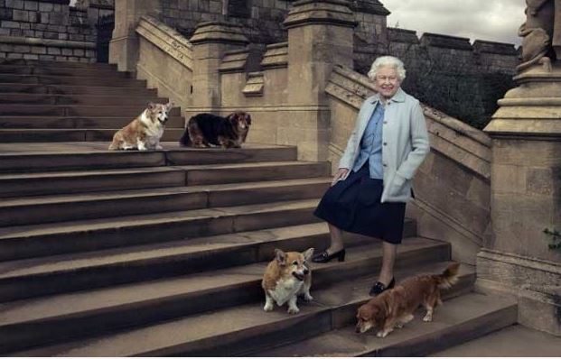 Dogs