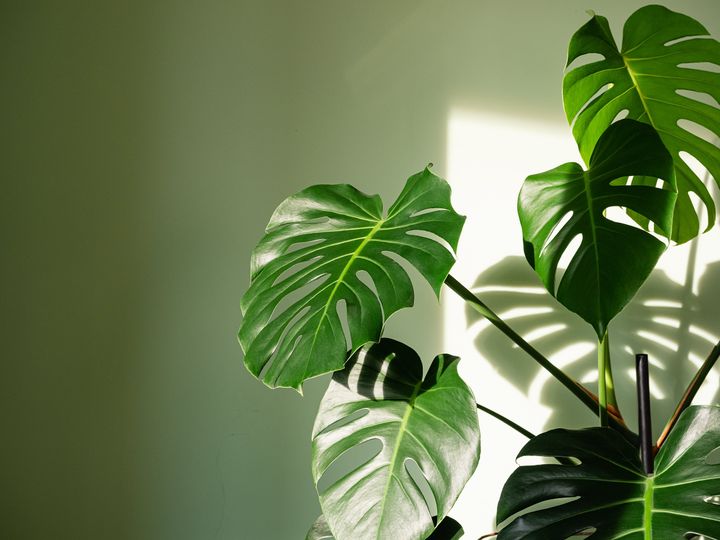 Plants