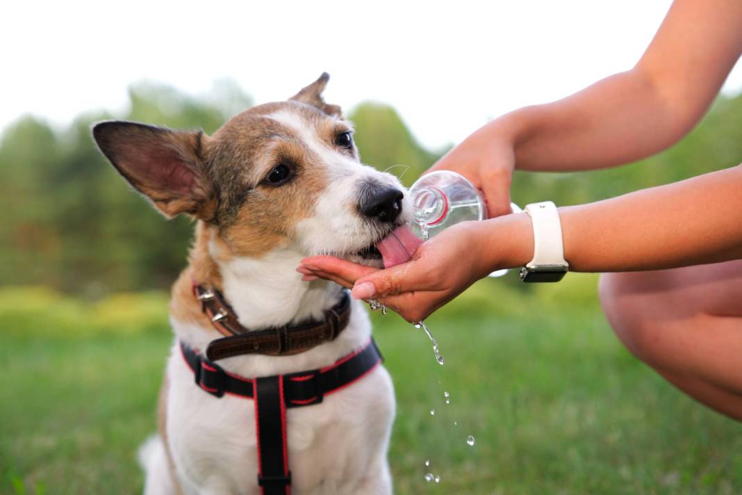 Thirsty,dog,is,drinking,water,from,hand,,palm,of,his