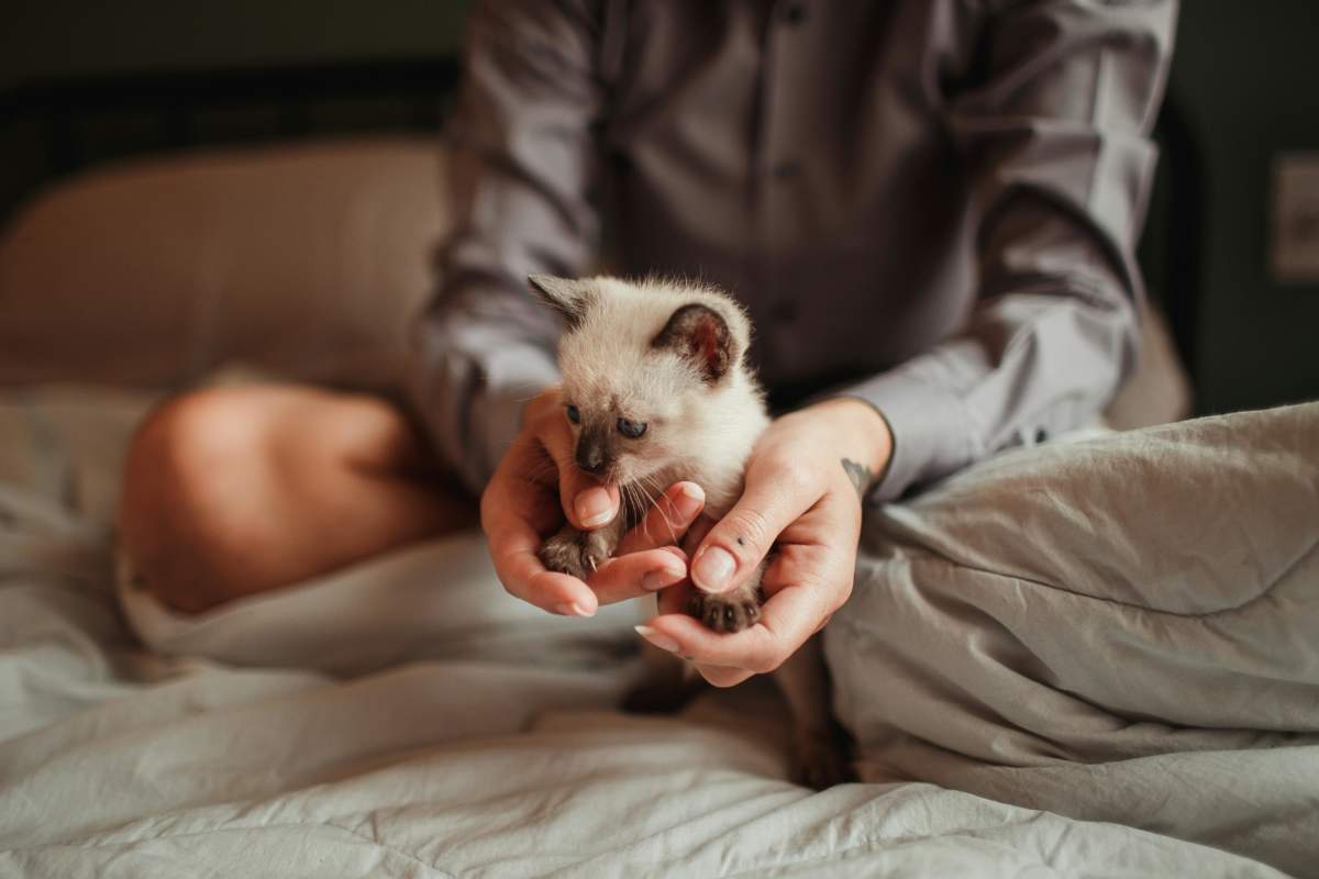 Pexels Wildlittlethingsphoto 8075321