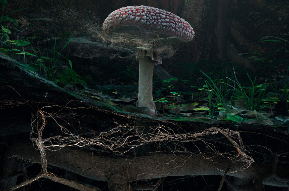 Soil Fly Agaric Detail Marshmallow Laser Feast