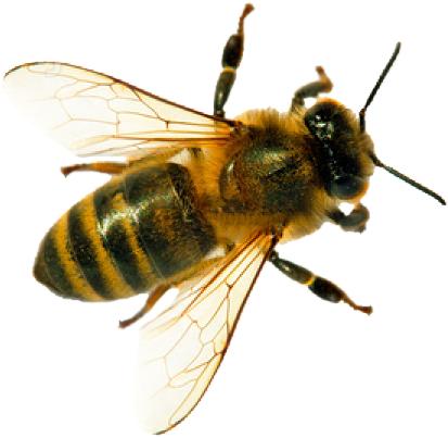 Apivita2