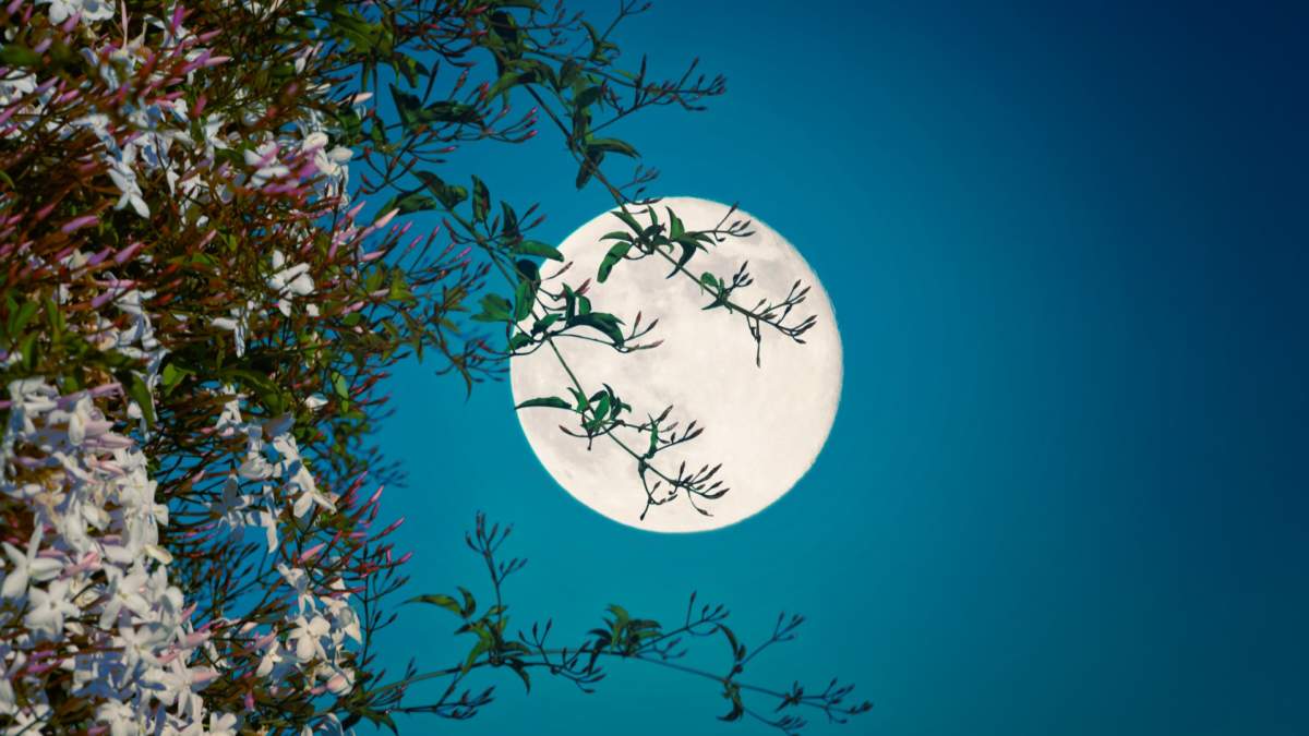 Moon