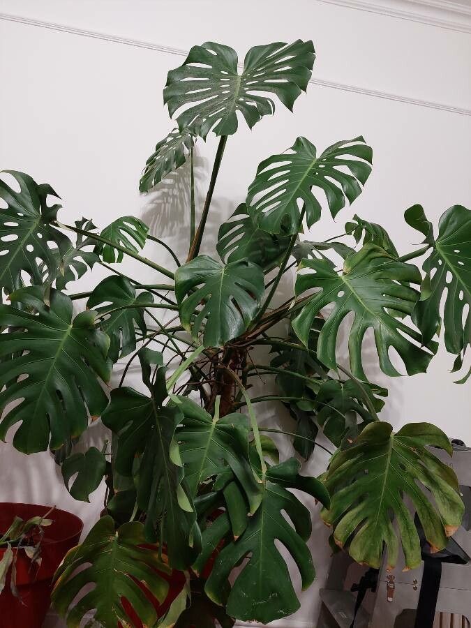 Monstera