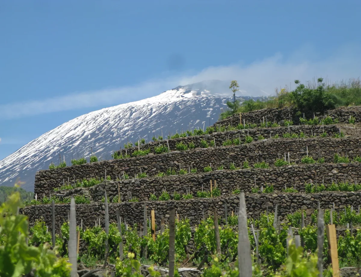 Vineyards Around Etna